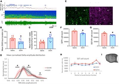 Somatostatin neuron contributions to cortical slow wave dysfunction in adult mice exposed to developmental ethanol